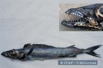 What Am I? Click to display answer!